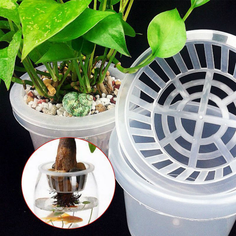 Aquarium Plant Nursery - Air Circulation Aquarium Aquatic Plants For
