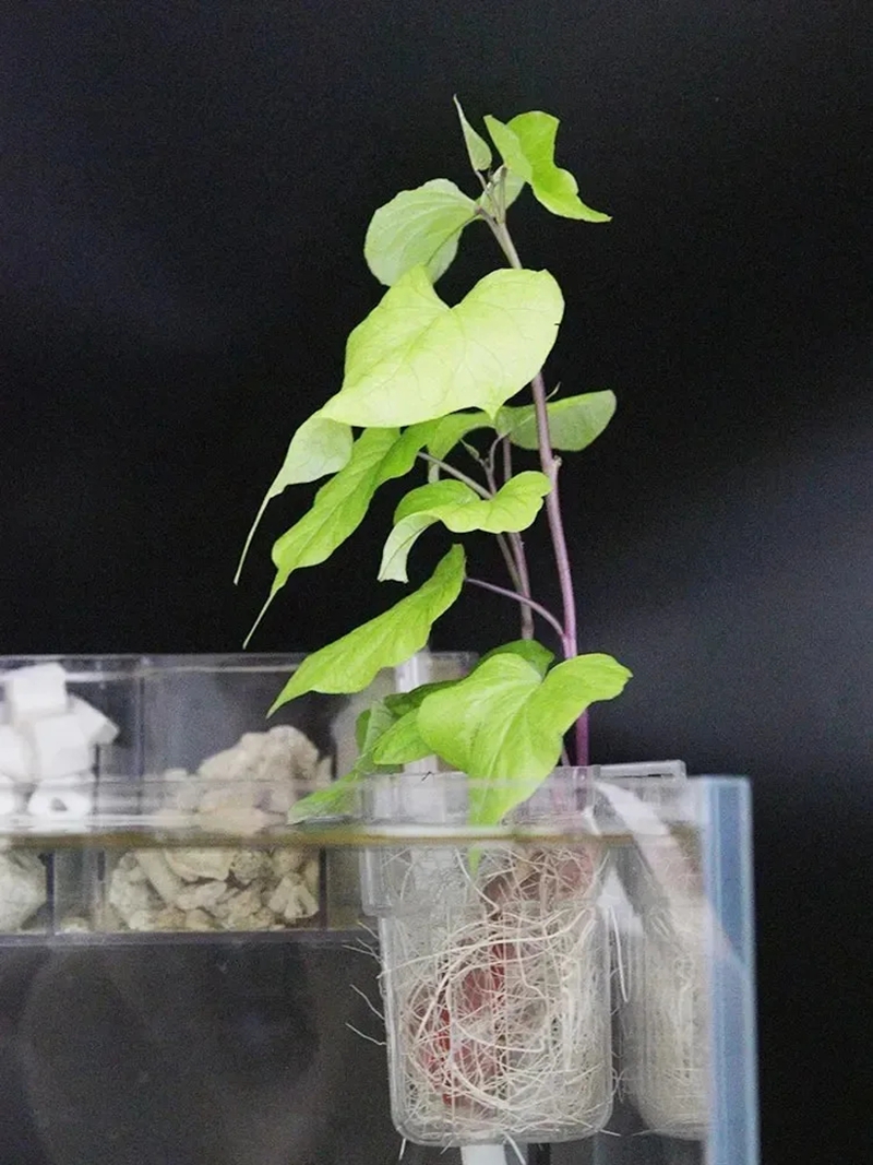 Transparent Aquarium Plant Bas - Aquarium Plant Nursery บทวิจารณ์และราคา