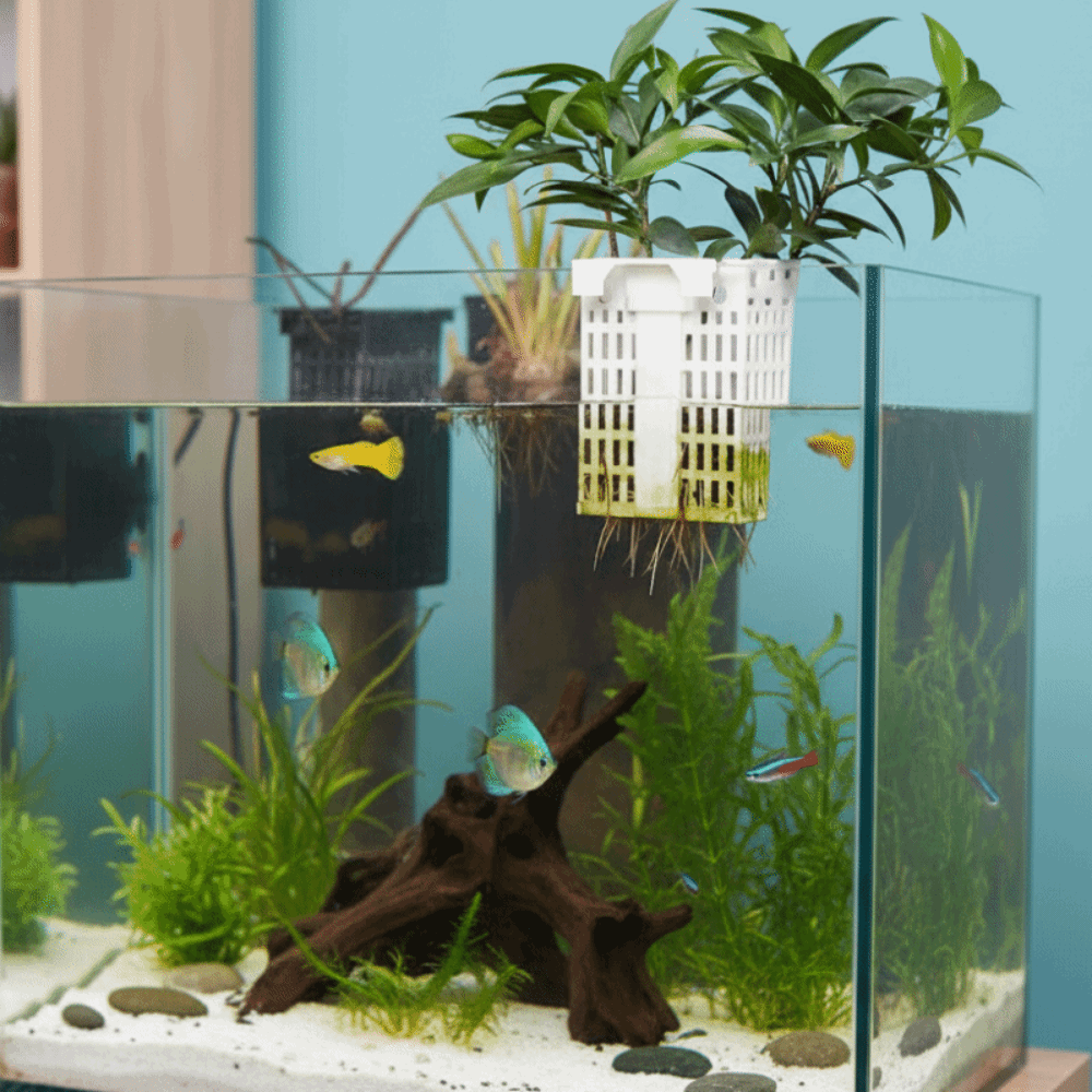 Wall Hanging Aquatic Plant Hol - Aquarium Planted Wall บทวิจารณ์และราคา