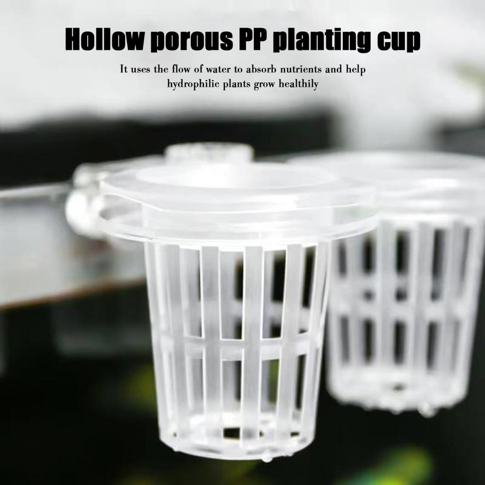 Aquarium Plant Holder Wall-Mou - Aquarium Planted Wall บทวิจารณ์และราคา
