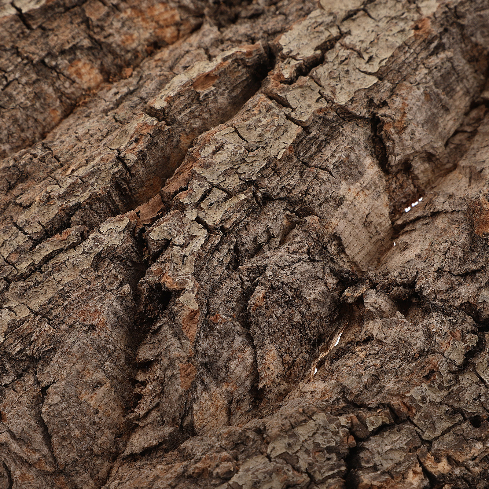 Natural Cork Bark Background B - Aquarium Planted Wall บทวิจารณ์และราคา