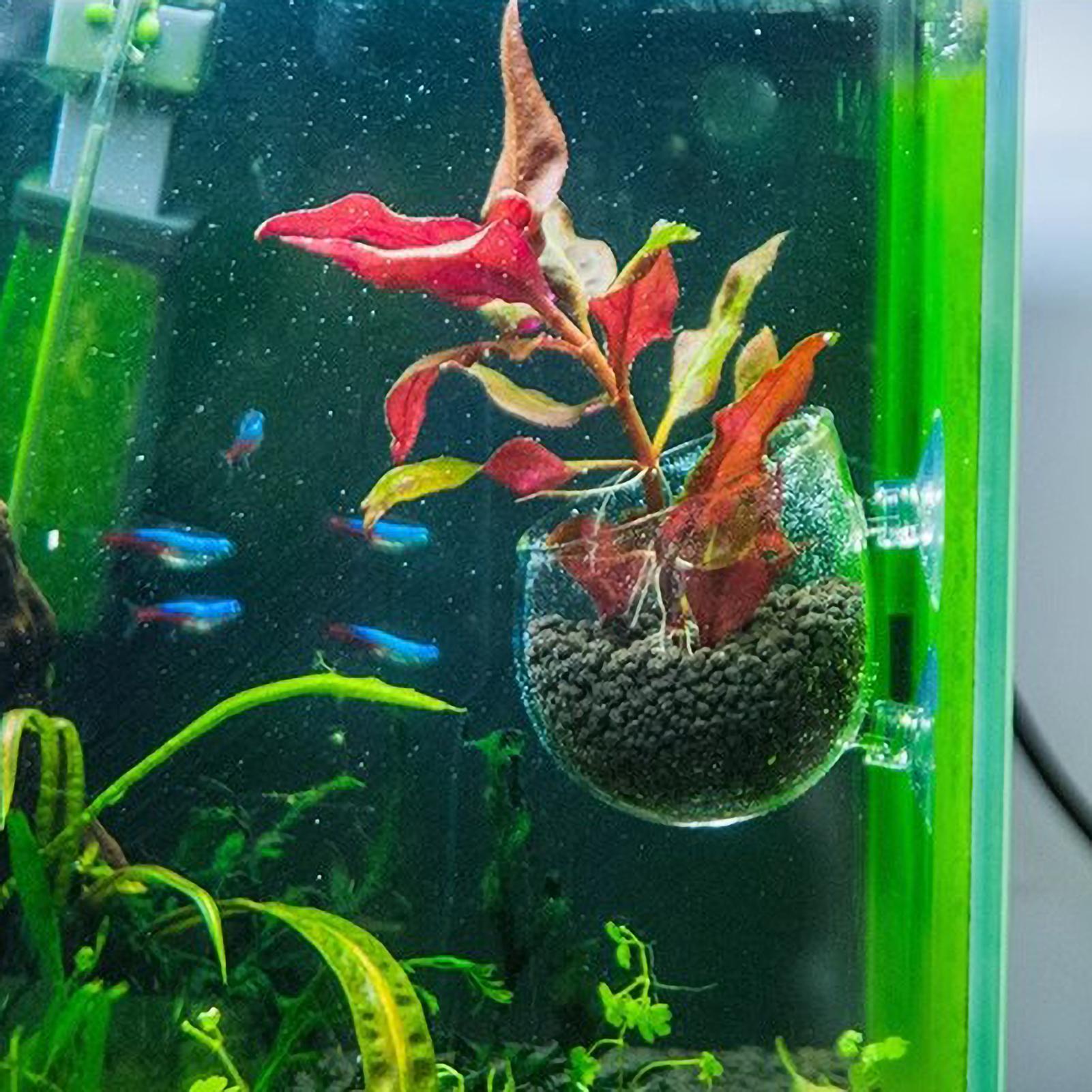 Aquarium Decoration Plant Cup  - Aquarium Plant Nursery บทวิจารณ์และราคา