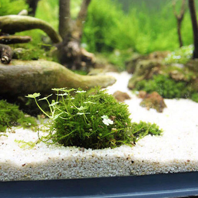 1pc Aquatic Pet Supplies Decor - Planted Aquarium Models บทวิจารณ์และราคา