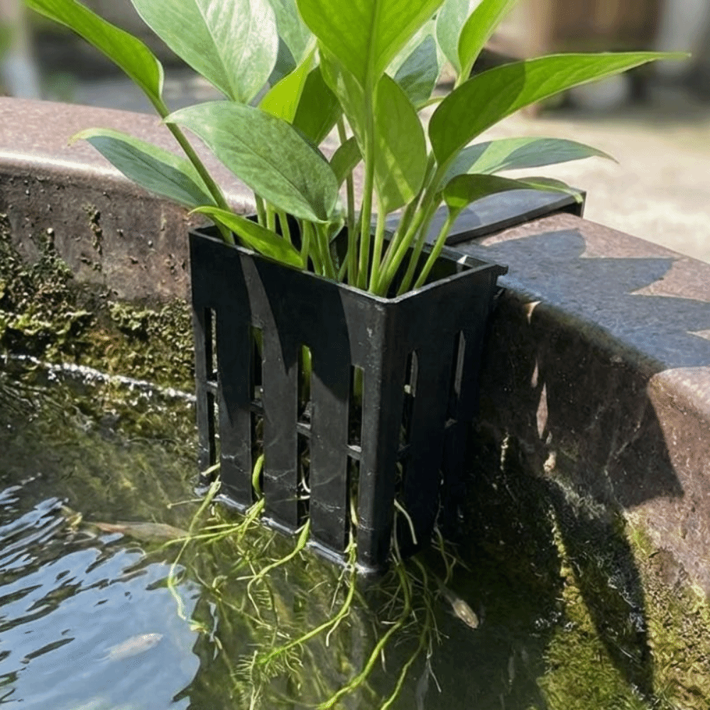 Wall-Mounted Aquarium Plant Ba - Aquarium Planted Wall บทวิจารณ์และราคา