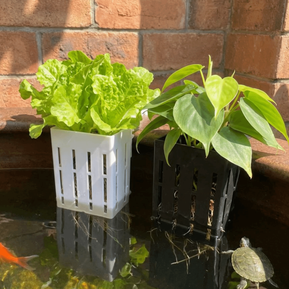 Wall-Mounted Aquarium Plant Ba - Aquarium Planted Wall บทวิจารณ์และราคา