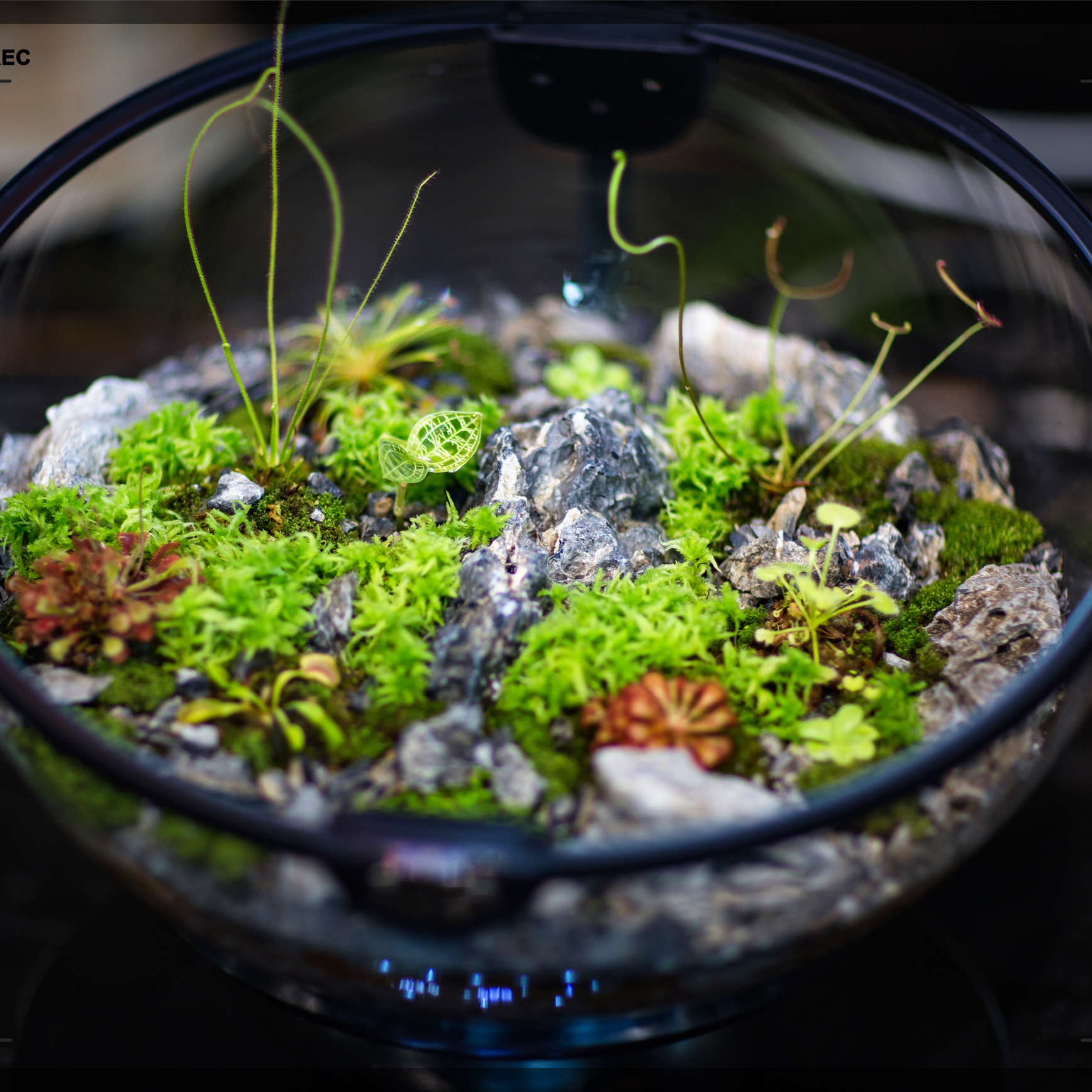 Hot Sales Acrylic Material  Ba - Planted Aquarium Materials บทวิจารณ์และราคา