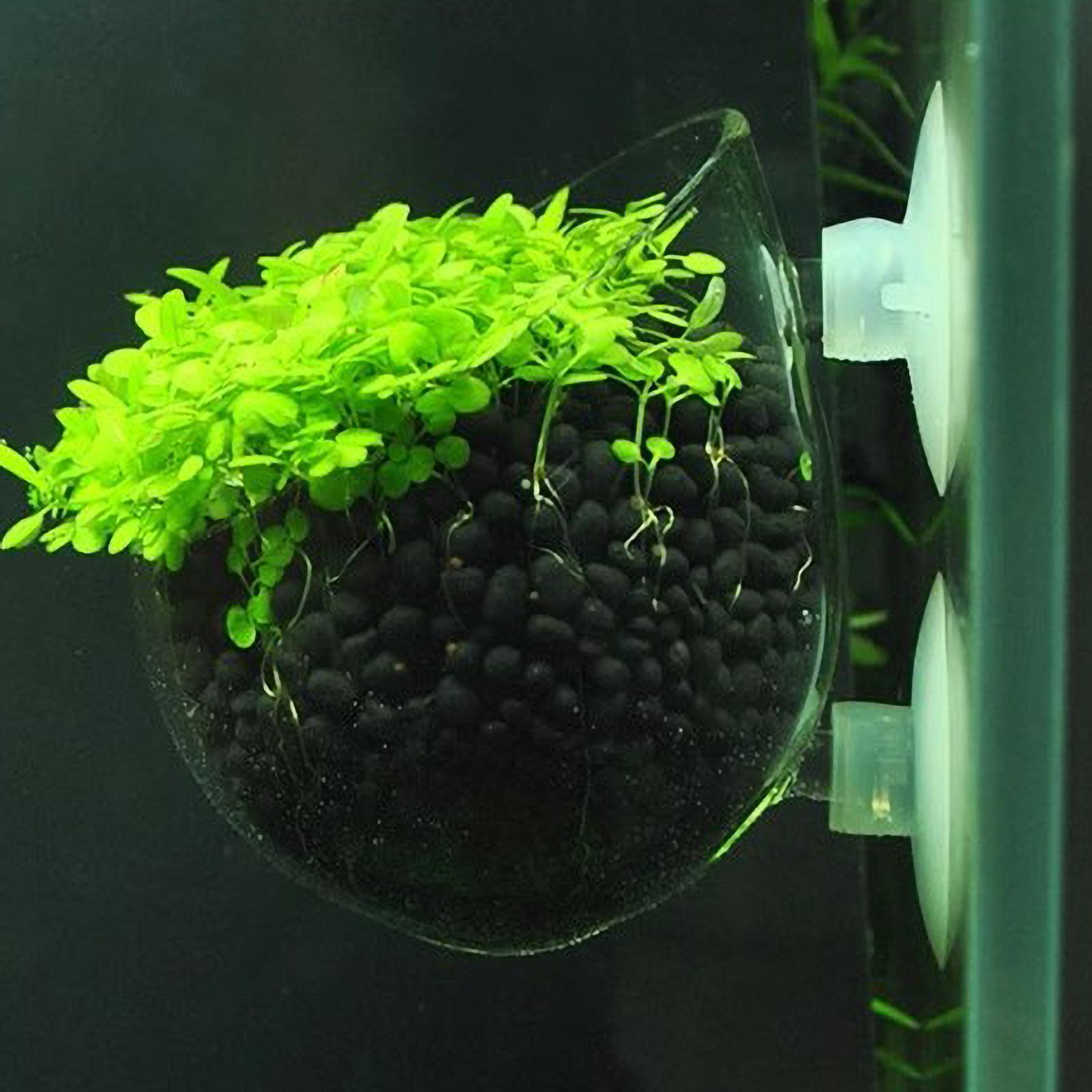 Aquarium Glass Plant Pot with  - Aquarium Plant Nursery บทวิจารณ์และราคา