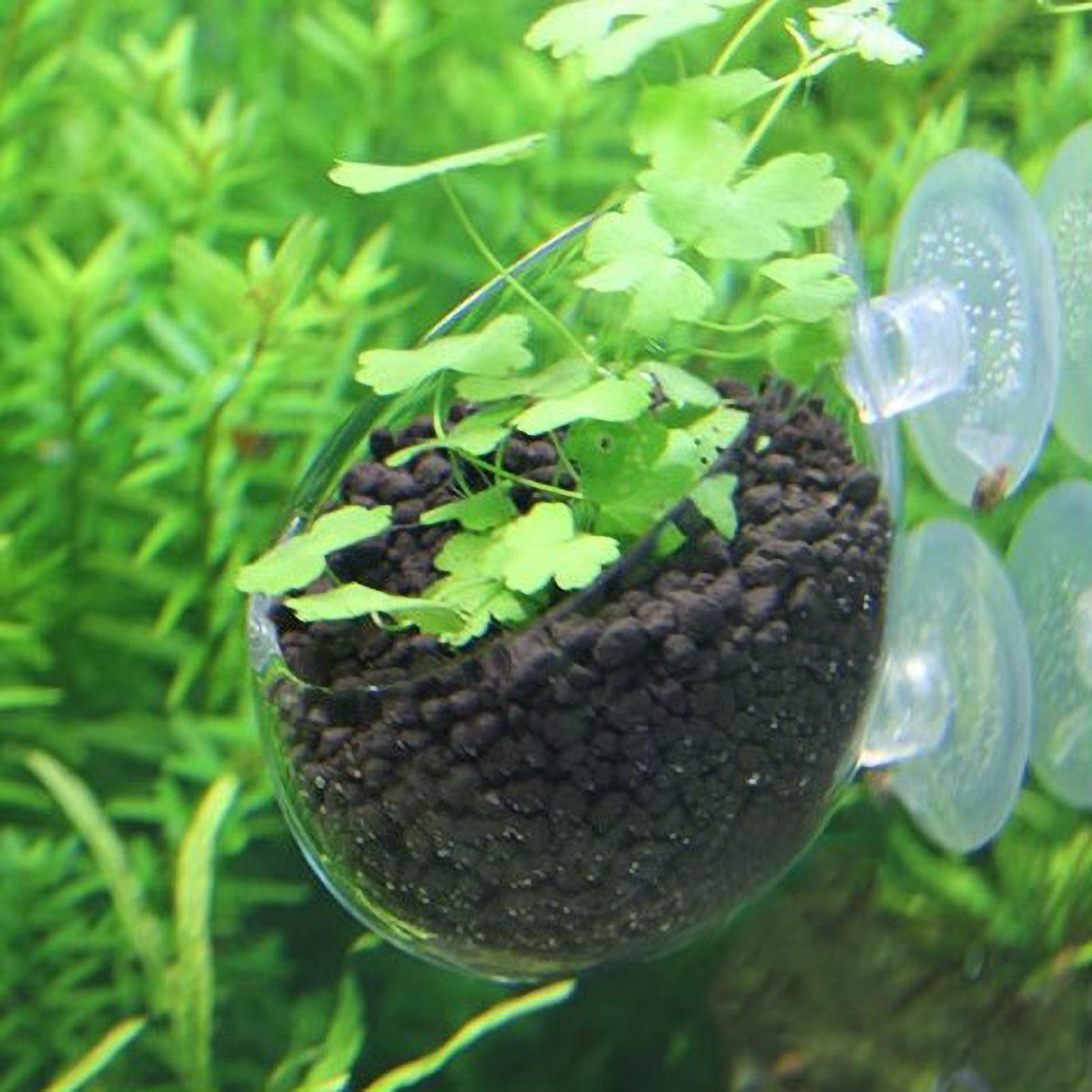 Aquarium Glass Plant Pot with  - Aquarium Plant Nursery บทวิจารณ์และราคา