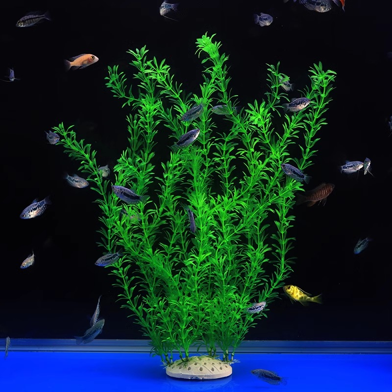 Ilan High Model Large Water Gr - Planted Aquarium Models บทวิจารณ์และราคา