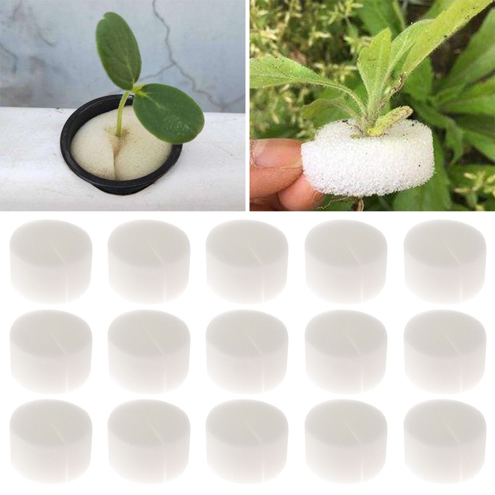 10/50pcs Durable Planting Aqua - Aquarium Plant Nursery บทวิจารณ์และราคา