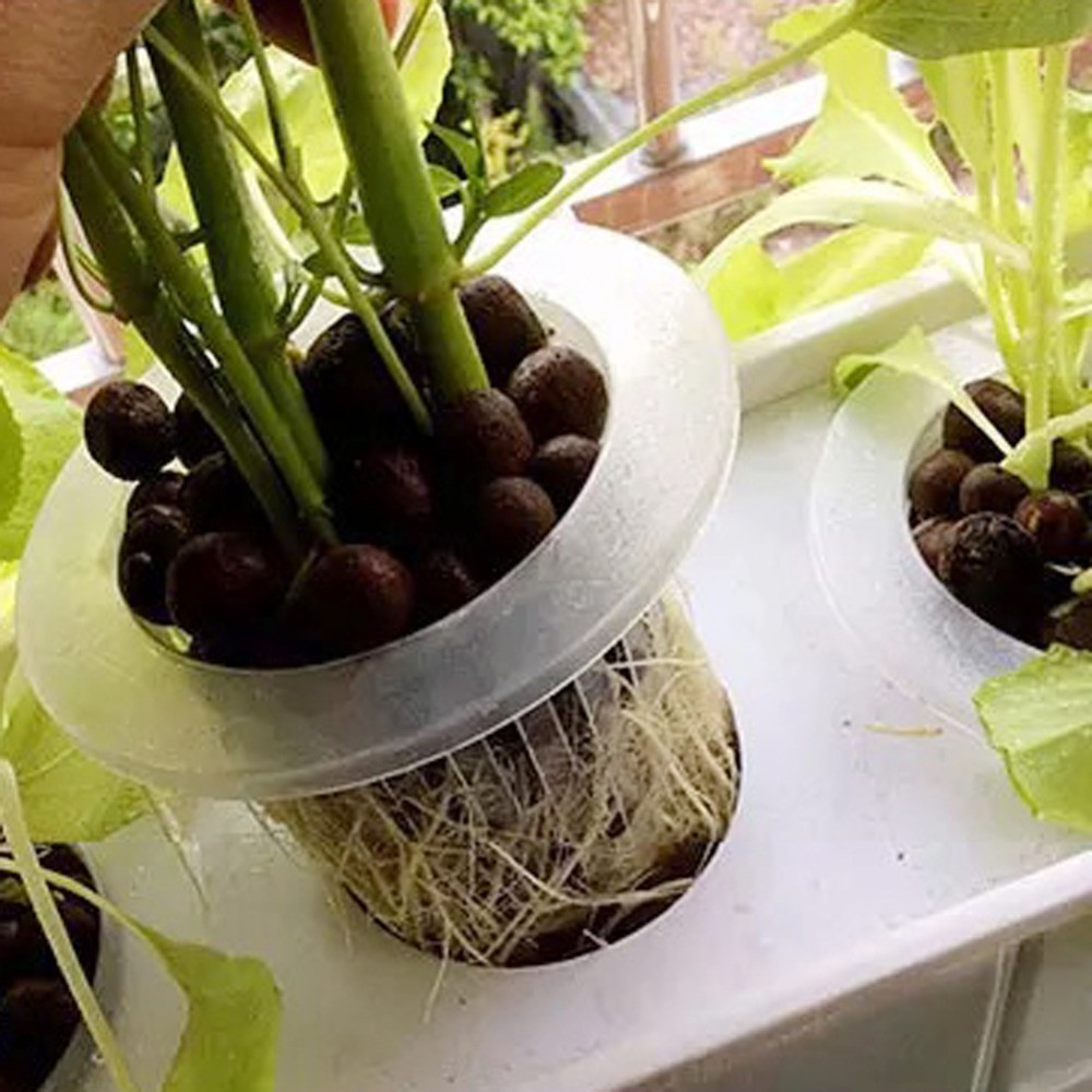10/50pcs Durable Planting Aqua - Aquarium Plant Nursery บทวิจารณ์และราคา