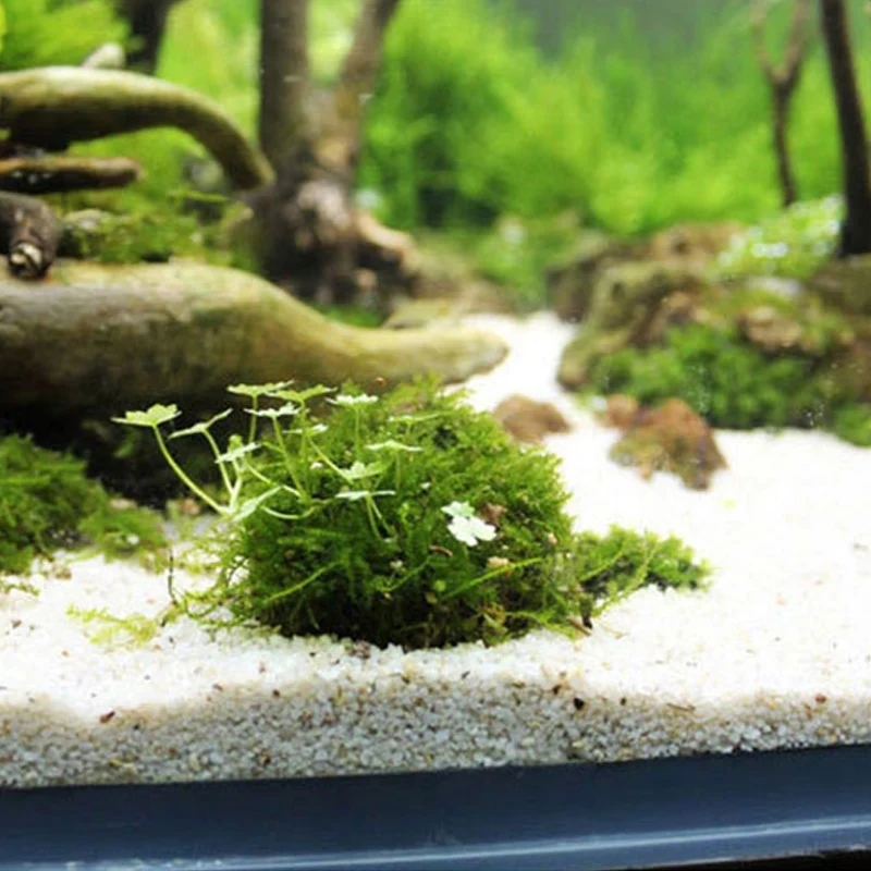 2pc Aquarium Moss Ball Holder, - Planted Aquarium Models บทวิจารณ์และราคา