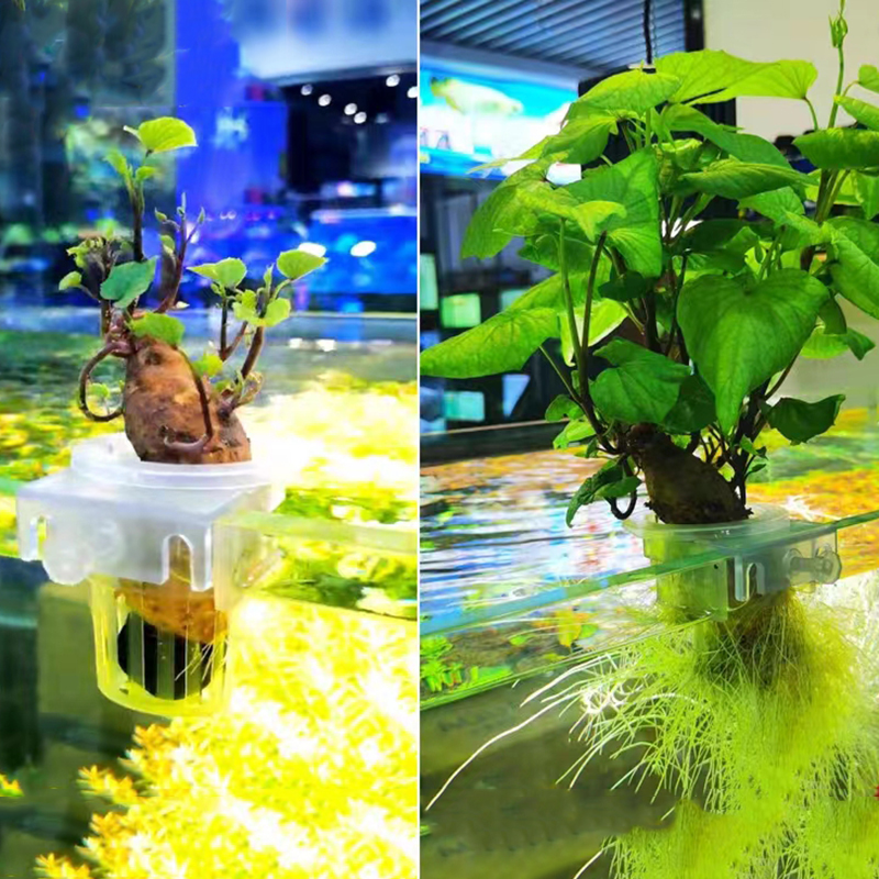 Aquarium Planting Basket Hydro - Aquarium Planted Wall บทวิจารณ์และราคา