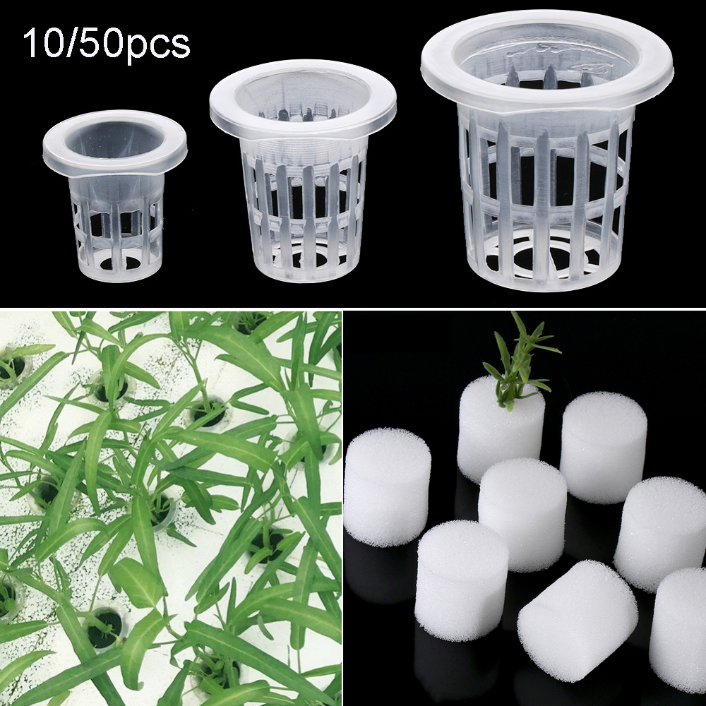 10/50pcs Garden Supplies Plant - Aquarium Plant Nursery บทวิจารณ์และราคา